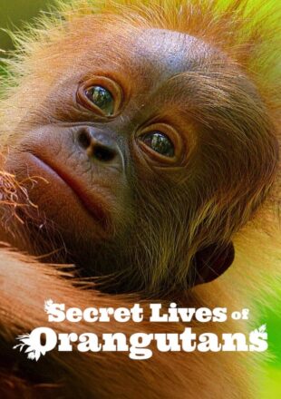 Secret Lives of Orangutans 2024 Dual Audio Hindi-English 480p 720p 1080p